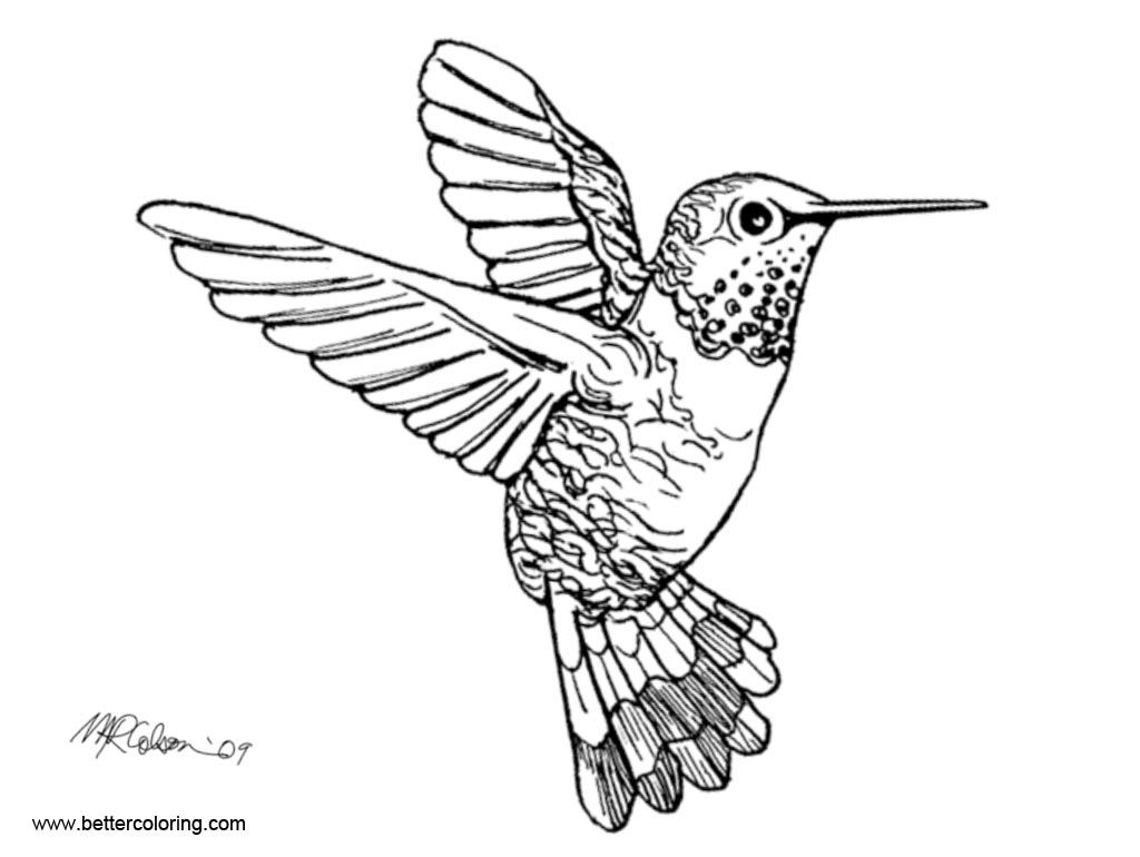 Free Realistic Hummingbird Coloirng Pages printable