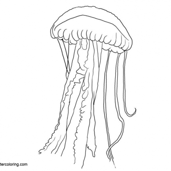 Jellyfish Coloring Pages Easy Drawing - Free Printable Coloring Pages