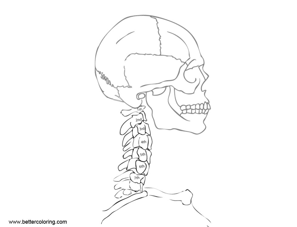 Download Simple Anatomy Coloring Pages Line Art - Free Printable Coloring Pages