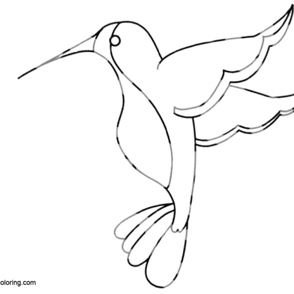 Flying Hummingbird Coloirng Pages - Free Printable Coloring Pages