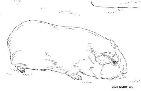 Free Sketch of Guinea Pig Coloring Pages printable
