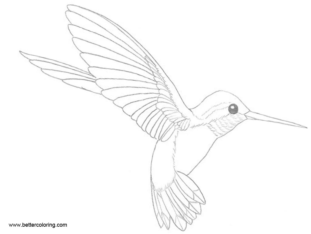 Free Small Hummingbird Coloirng Pages printable