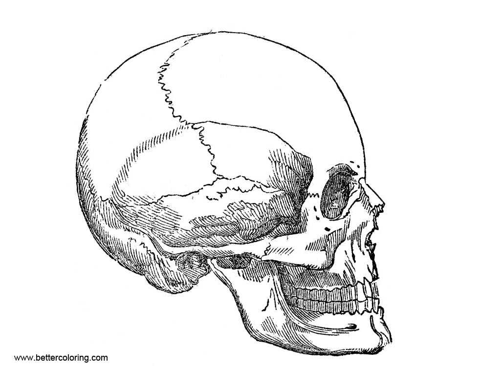 Vintage Human Skull Anatomy Coloring Pages Free Printable Coloring Pages