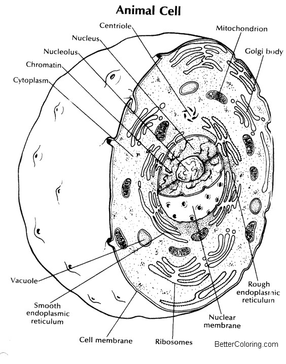 Download 3D Animal Cell Coloring Pages - Free Printable Coloring Pages