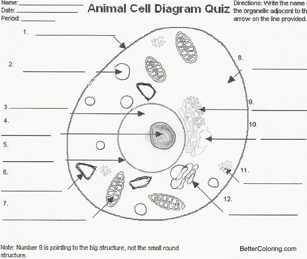 Free Animal Cell Coloring Pages Animal Cell Diagram Quiz printable