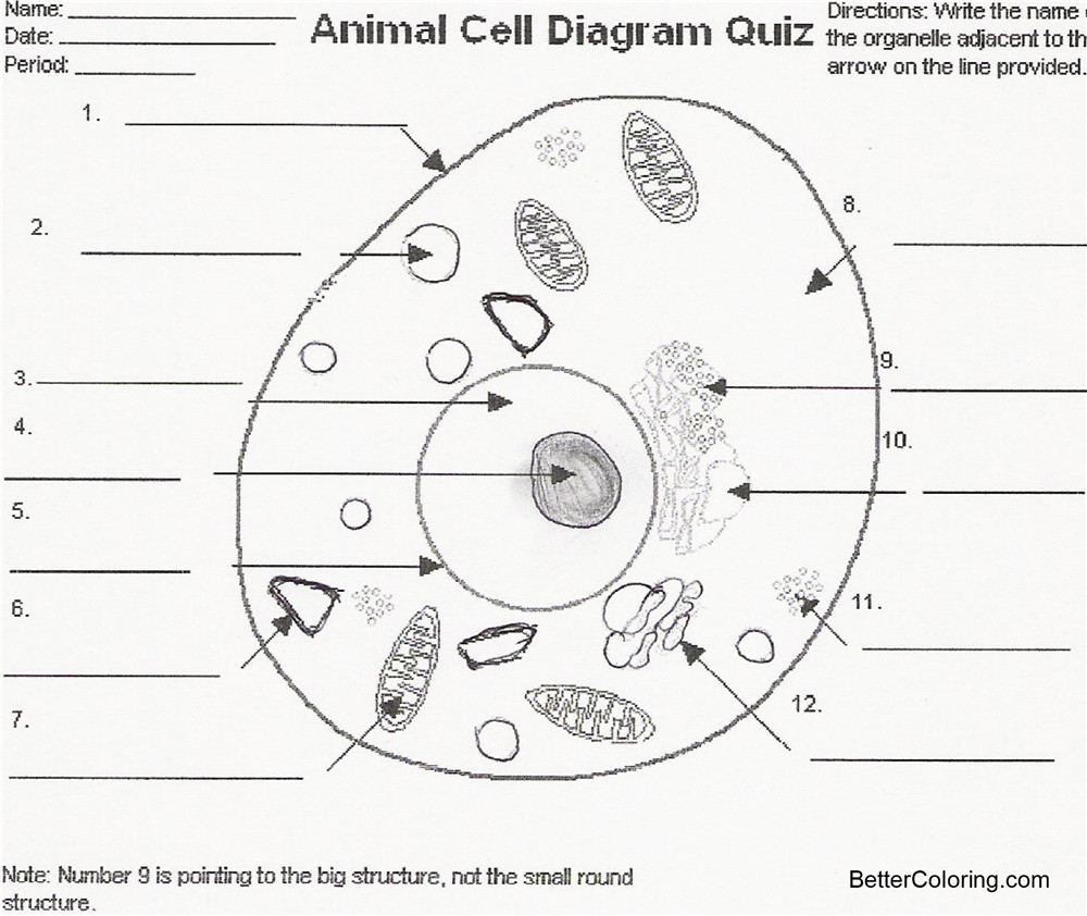 Hudyarchuleta Animal Cell Diagram Coloring Sheet Hudyarchuleta Animal Cell Diagram Coloring Sheet