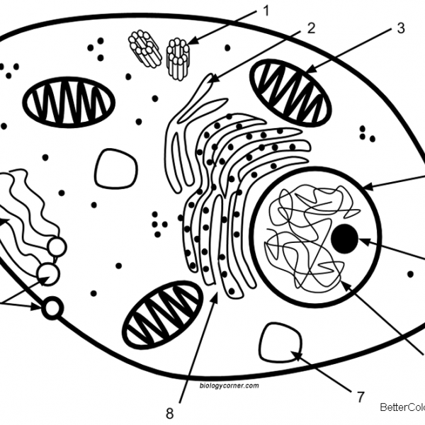 Animal Cell Coloring Pages Magna Cell Structures and Functions - Free ...