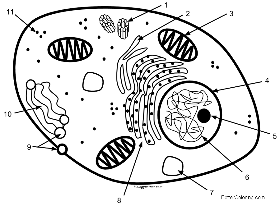Free Animal Cell Coloring Pages Cell Labeling printable