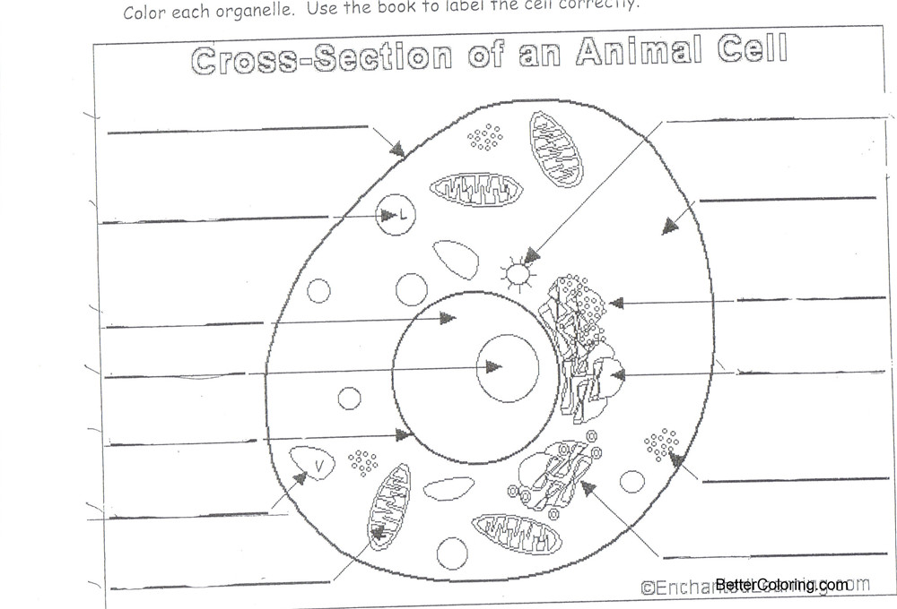 Free Animal Cell Coloring Pages Cross Section of Cell printable