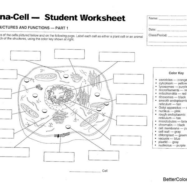 Compare Plant and Animal Cells Coloring Pages Free Printable Coloring