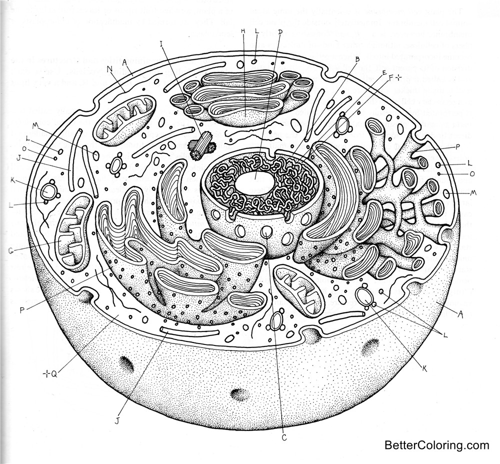 Free Animal Cell Coloring Pages Micrograph Inside printable