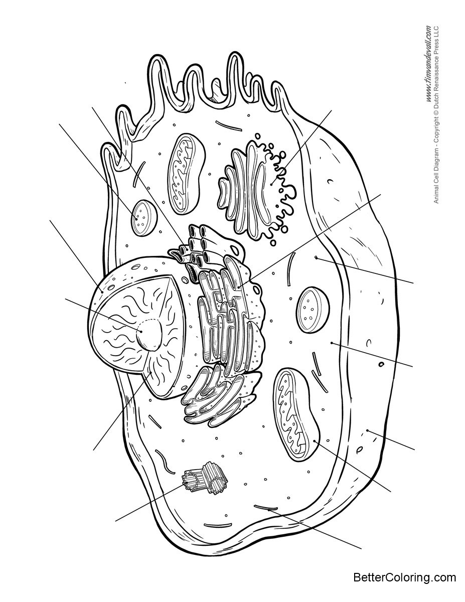 Free Animal Cell Coloring Pages No Label Black and White printable