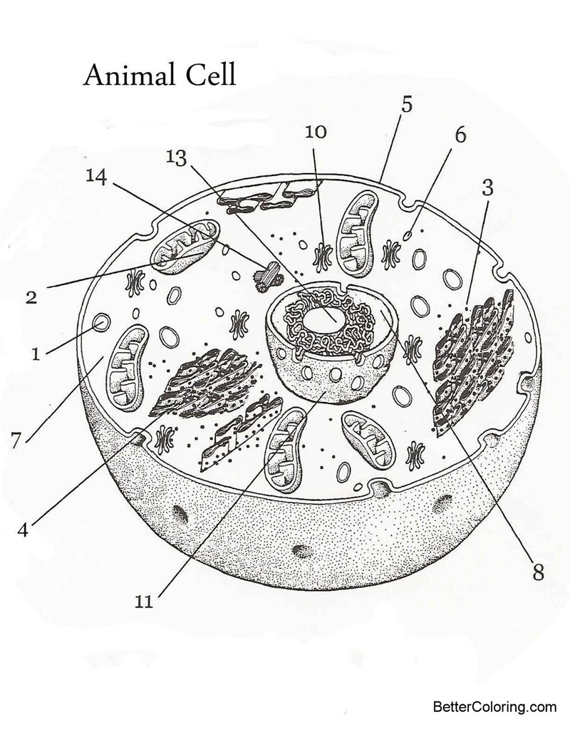 animal-cell-coloring-pages-sketch-free-printable-coloring-pages