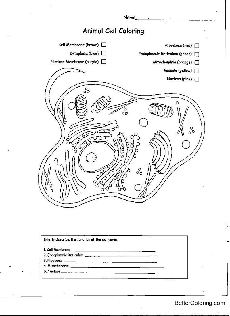 Free Animal Cell Coloring Pages Worksheets printable