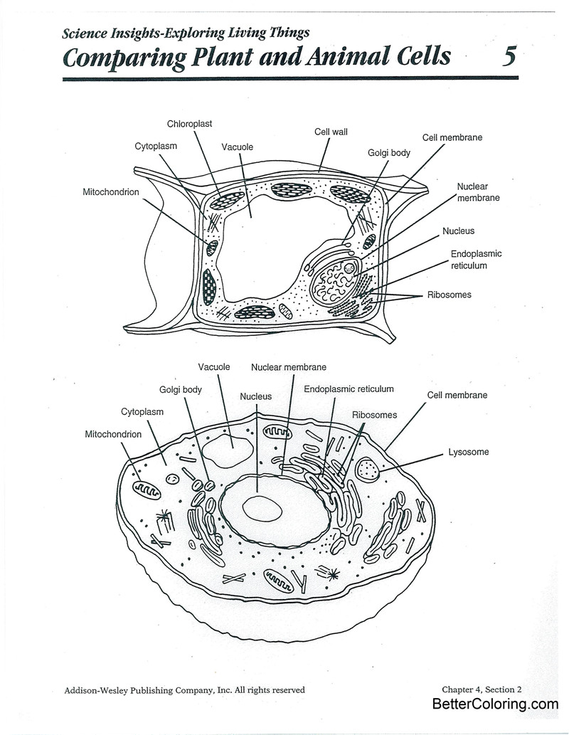 Compare Plant and Animal Cells Coloring Pages - Free ...