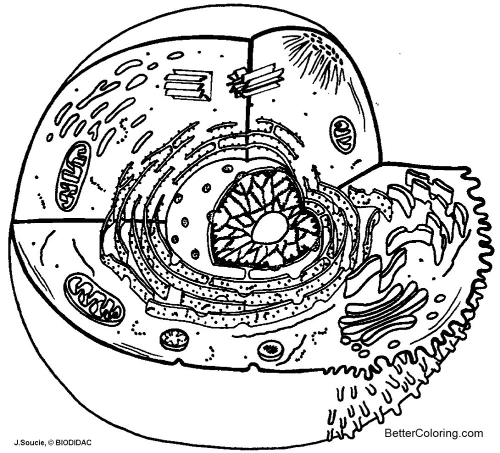 Free Diagram Animal Cell Coloring Pages printable