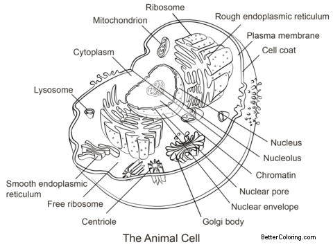 Free Diagram of Animal Cell Coloring Pages printable