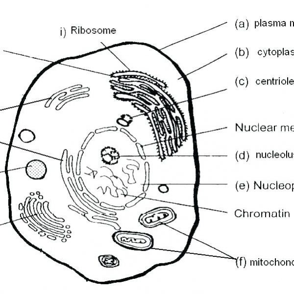 Printable Animal Cell Coloring Pages with Labeling Free Printable