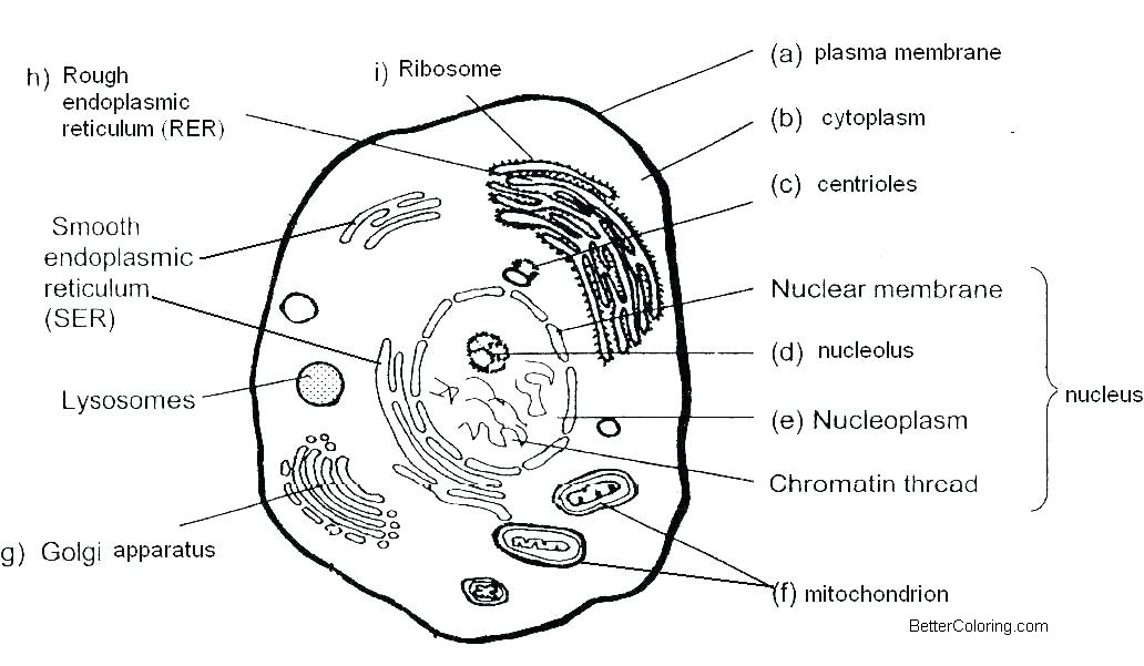 Animal Cell Coloring Pages Cell Labeling Free Printab - vrogue.co