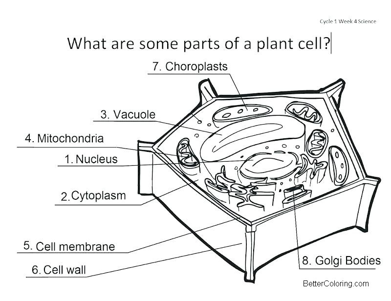 Free Parts of Plant Cell Coloring Pages printable