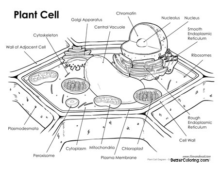 Free Plant Cell Coloring Pages Anatomy Model printable