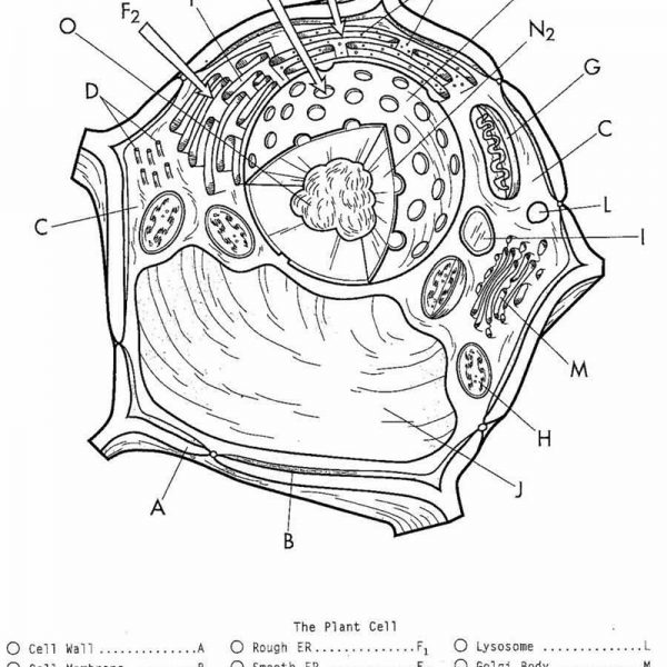 Plant Cell Coloring Pages Free Printable Coloring Pages