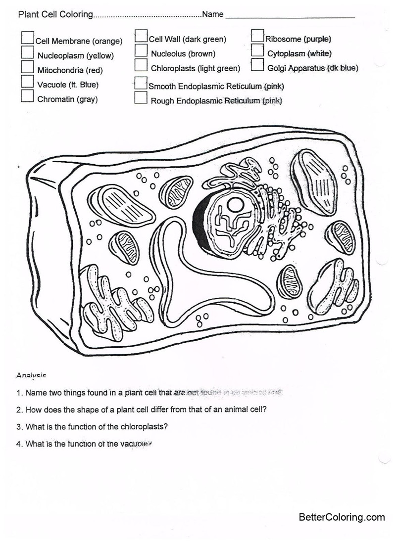  Animal Cell Diagram Coloring Sheet 5