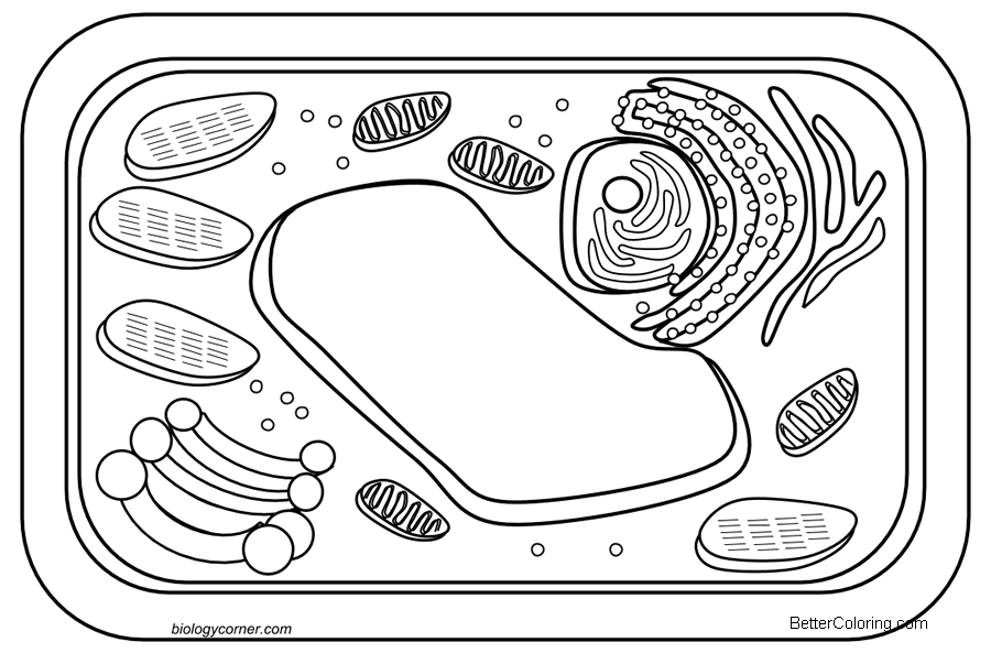 Free Plant Cell Coloring Pages printable