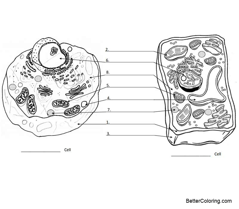 Free Plant Cell and Animal Cell Coloring Pages printable