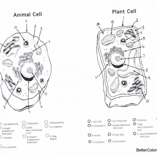 Worksheets cells