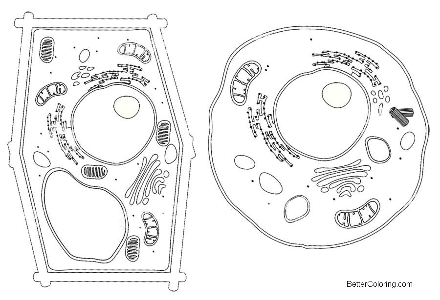 Free Plant and Animal Cell Coloring Pages Clipart printable