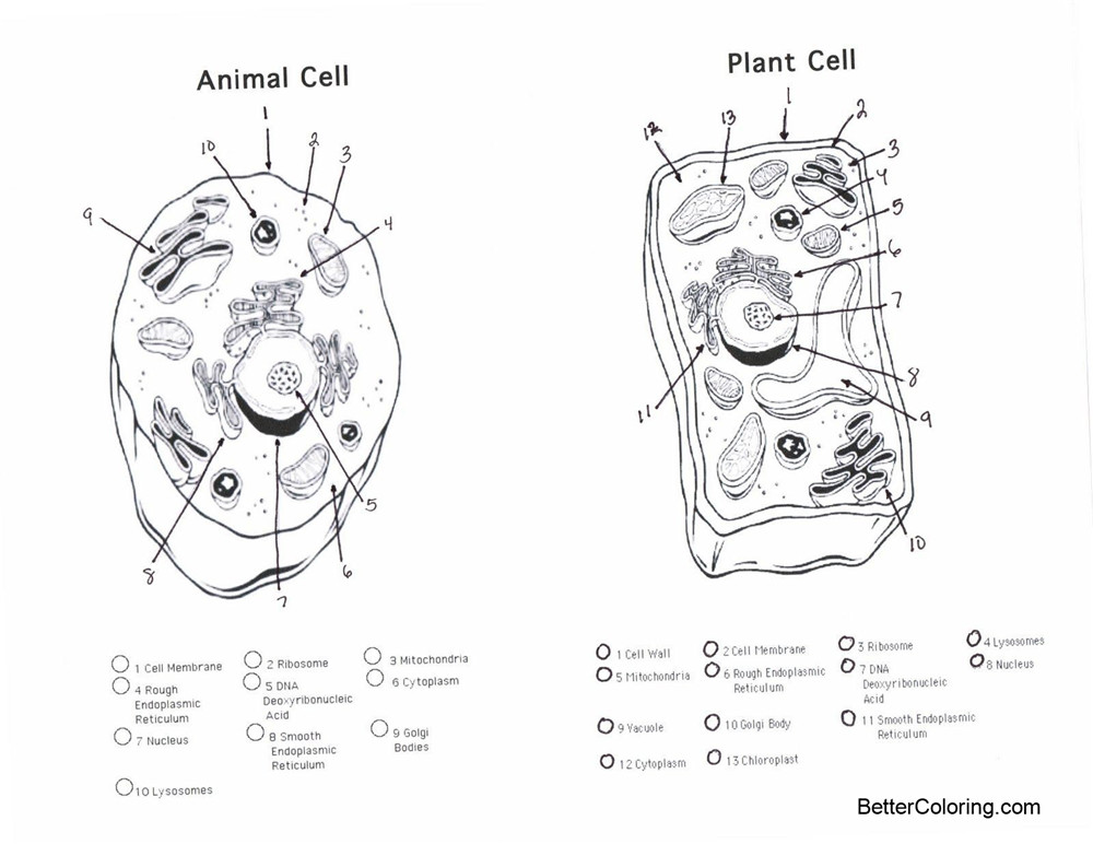 plant-and-animal-cell-coloring-pages-free-printable-coloring-pages