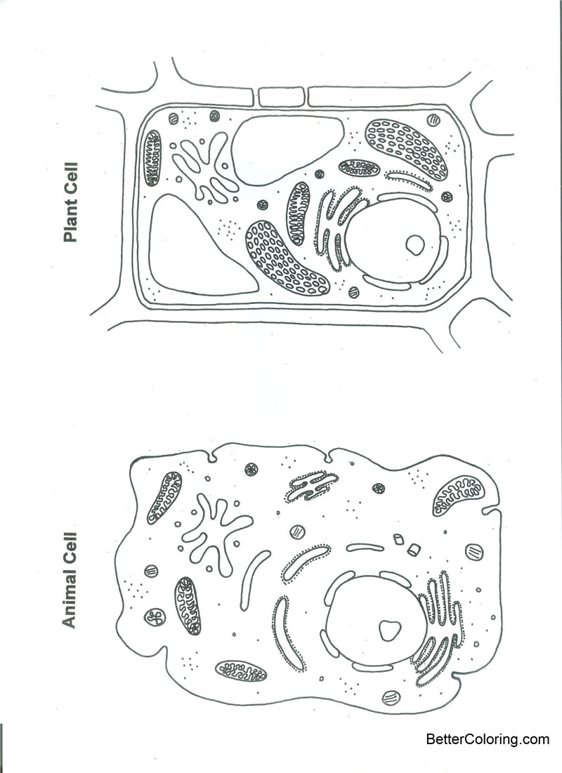 Free Plant and Animal Cells Coloring Pages Free to Print printable