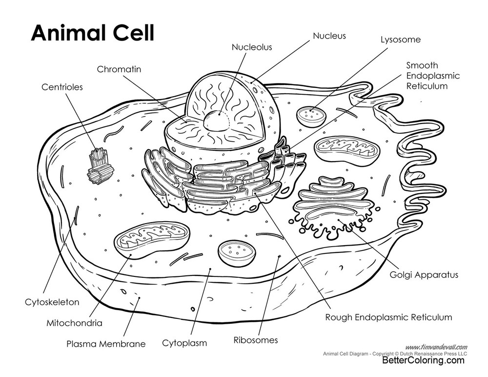 Free Printable Animal Cell Coloring Pages with Labeling printable