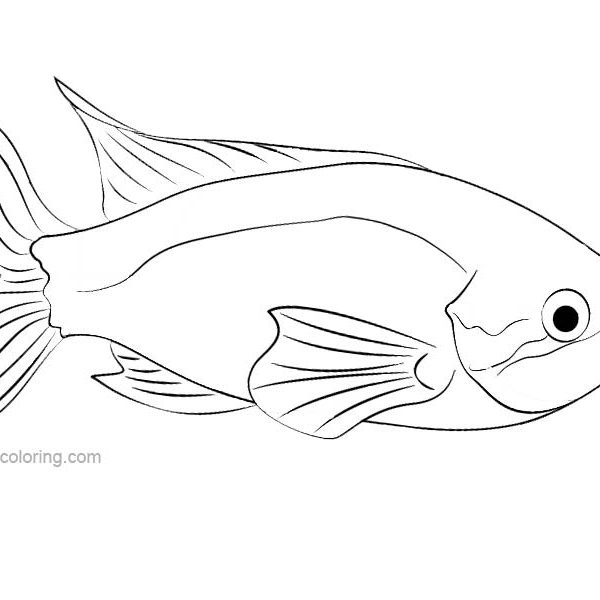 Rainbow Fish Coloring Pages - Free Printable Coloring Pages