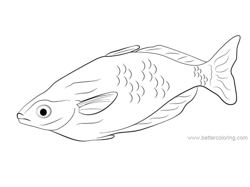 Free Rainbow Fish Coloring Pages Outline Drawing printable