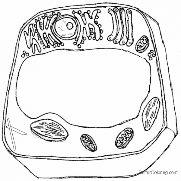 Simple Animal Cell Coloring Page Coloring Pages