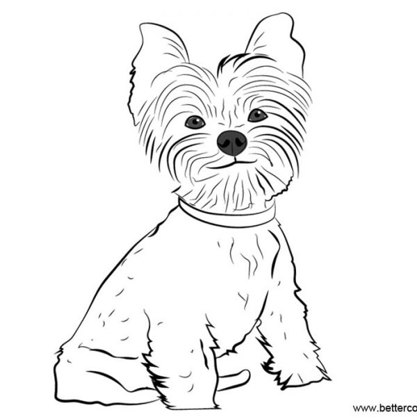 Cute Yorkie Coloring Pages - Free Printable Coloring Pages