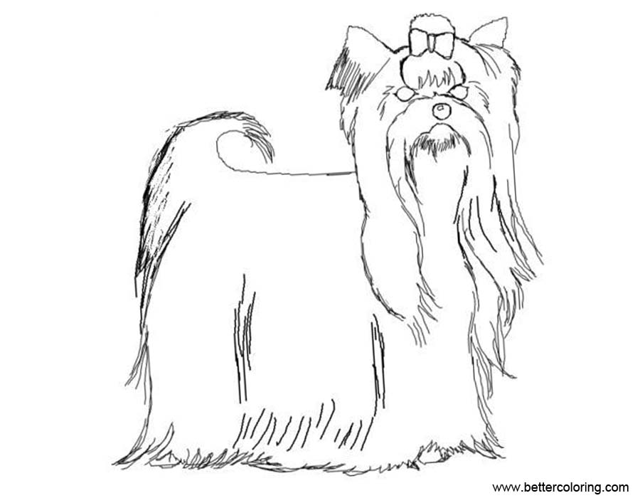 Free Yorkshire Terrier Coloring Pages Drawing Picture printable