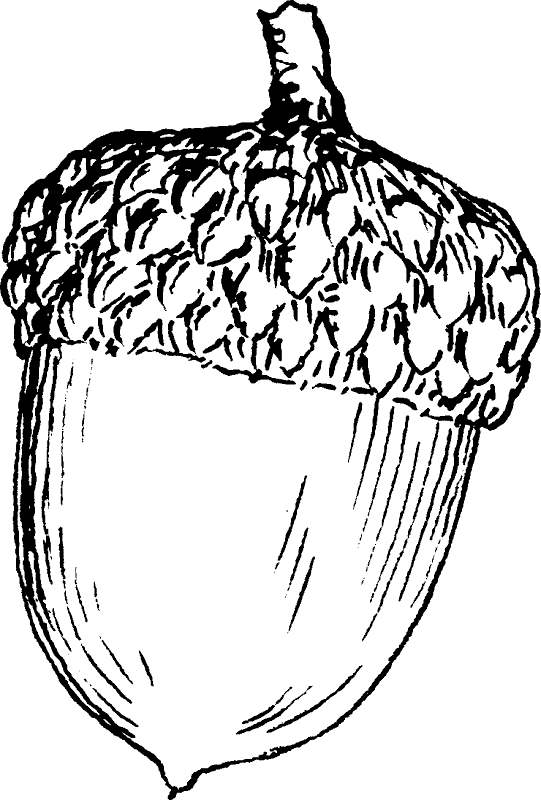 Free Acorn Coloring Pages Free Download printable