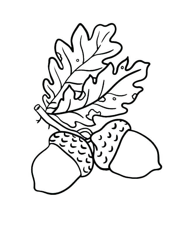 Free Acorn Coloring Pages and Leaves Printable printable