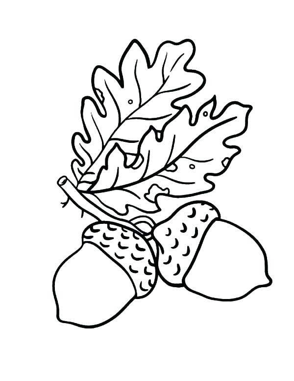 Acorn Coloring Pages and Leaves Printable Free Printable Coloring Pages