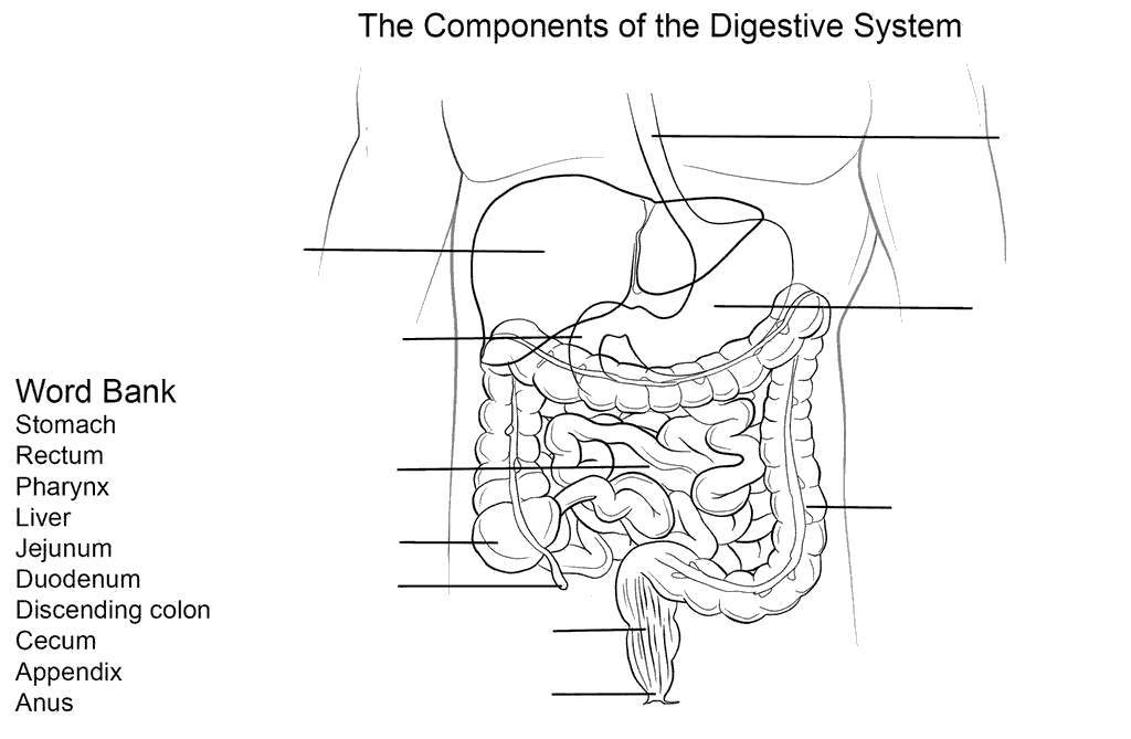Digestive System Coloring Pages Worksheet For Kids Free