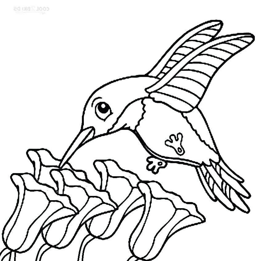 44 Top Coloring Pages Of Hummingbirds Download Free Images