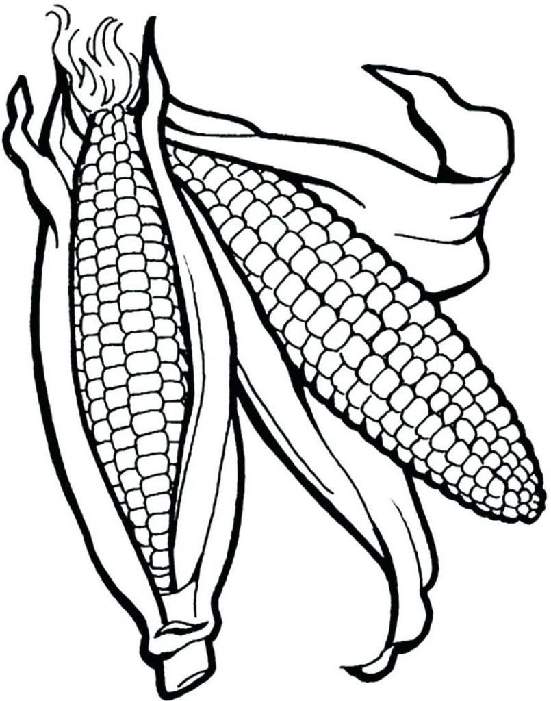 Indian Corn Coloring Template Sketch Coloring Page