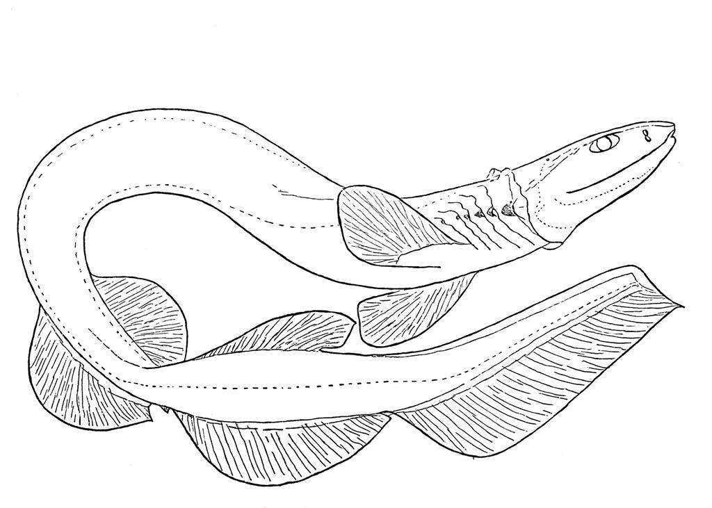 Frilled Shark Pages Coloring Pages
