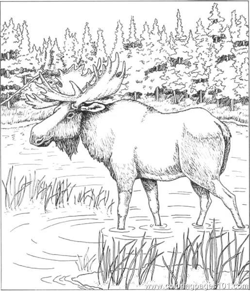 Moose Coloring Pages Characters - Free Printable Coloring Pages
