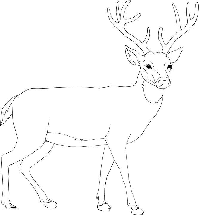 Free Moose Coloring Pages Christmas Deer printable