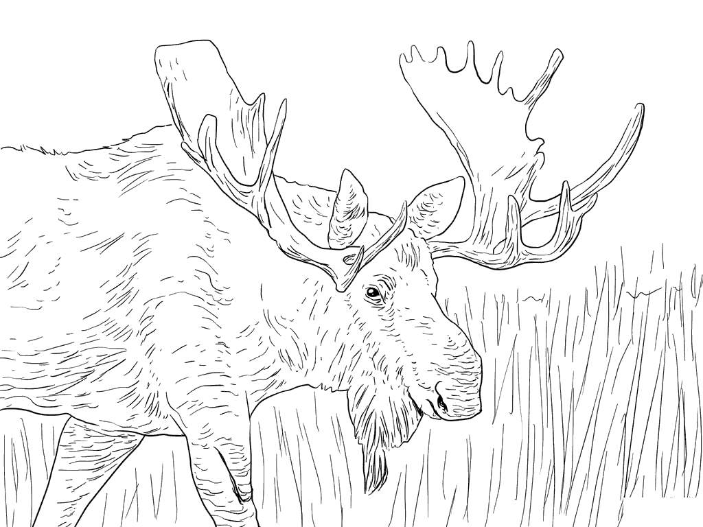 Free Moose Coloring Pages Christmas Reindeer printable