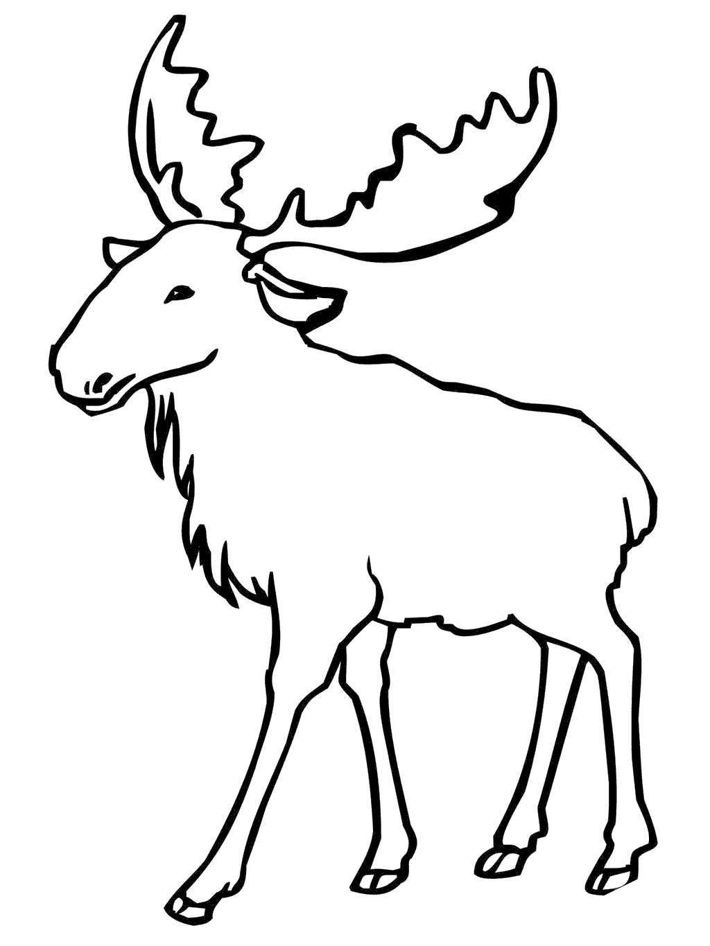 Free Moose Coloring Pages Clipart printable